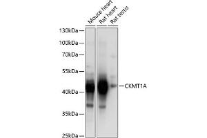 Western blot analysis of extracts of various cell lines, using CKMT1A Antibody  at 1:1000 dilution. (CKMT1A 抗体  (AA 258-417))