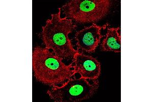 Fluorescent confocal image of MCF-7 cell stained with HOXC10 Antibody (Center) (ABIN1537883 and ABIN2849158). (HOXC10 抗体  (AA 152-179))