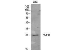 Western Blotting (WB) image for anti-Fibroblast Growth Factor 17 (FGF17) (Internal Region) antibody (ABIN3181409)