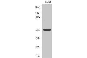 Western Blotting (WB) image for anti-Endothelin Receptor Type A (EDNRA) (C-Term) antibody (ABIN3175031) (Endothelin-1 Receptor 抗体  (C-Term))