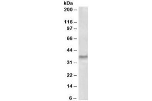 Western blot testing of human tonsil lysate with GCH1 antibody at 0. (GCH1 抗体)