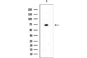 anti-Nuclear Fragile X Mental Retardation Protein Interacting Protein 1 (NUFIP1) (Internal Region) antibody