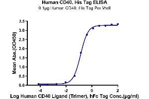 ELISA image for CD40 (CD40) (AA 21-193) protein (His tag) (ABIN7274177)