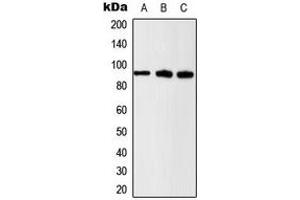 Western blot analysis of Beta-catenin (pS37) expression in U2OS (A), HeLa (B), NIH3T3 (C) whole cell lysates. (beta Catenin 抗体  (N-Term, pSer37))
