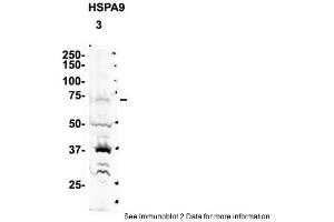 Sample Type: 3. (HSPA9 抗体  (C-Term))
