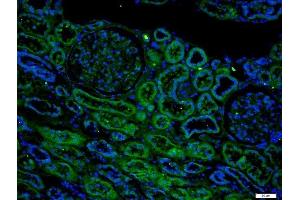 Immunofluorescence (Paraffin-embedded Sections) (IF (p)) image for anti-Aquaporin 1 (Colton Blood Group) (AQP1) (AA 181-269) antibody (ABIN687502)
