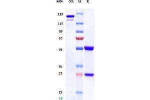 Anti-PVR / CD155 Reference Antibody (Ntx1088) on SDS-PAGE under reducing (R) condition.