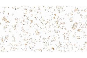 Immunocytochemistry (ICC) image for anti-Interleukin 6 Signal Transducer (Gp130, Oncostatin M Receptor) (IL6ST) (AA 23-323) antibody (ABIN7449356)