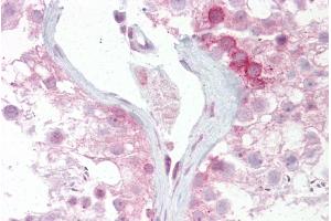 Immunohistochemistry with Testis tissue at an antibody concentration of 5µg/ml using anti-WNT2B antibody (ARP41276_P050)