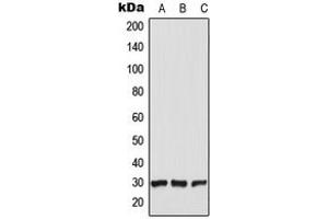 Western blot analysis of CT47 expression in HEK293T (A), Raw264. (CT47A5 抗体  (C-Term))