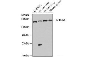 Western blot analysis of extracts of various cell lines using GPRC6A Polyclonal Antibody at dilution of 1:1000. (GPRC6A 抗体)