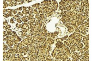 ABIN6269304 at 1/100 staining Mouse pancreas tissue by IHC-P. (FOXO4 抗体  (Internal Region))