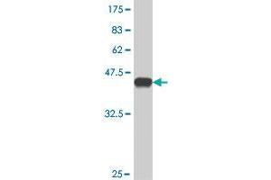 Western Blot detection against Immunogen (37. (GUCY1A2 抗体  (AA 296-401))