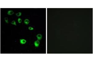 Immunofluorescence analysis of MCF7 cells, using VN1R4 Antibody.
