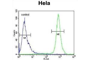 TRAPPC3 Antibody (N-term) flow cytometric analysis of Hela cells (right histogram) compared to a negative control cell (left histogram). (TRAPPC3 抗体  (N-Term))