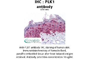 Image no. 3 for anti-Polo-Like Kinase 1 (PLK1) (AA 161-440) antibody (ABIN1738157)
