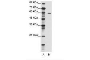 Image no. 1 for anti-Tripartite Motif Containing 62 (TRIM62) (N-Term) antibody (ABIN202619) (TRIM62 抗体  (N-Term))