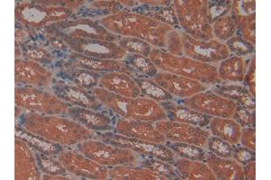 IHC-P analysis of Human Kidney Tissue, with DAB staining. (PRTN3 抗体  (AA 71-247))