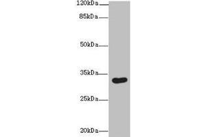 Western blot All lanes: ASB8 antibody at 1 μg/mL + Human placenta tissue Secondary Goat polyclonal to rabbit IgG at 1/10000 dilution Predicted band size: 32 kDa Observed band size: 32 kDa
