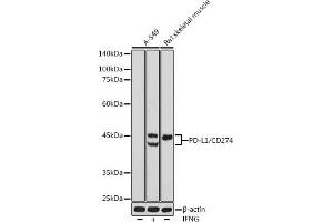 Western blot analysis of extracts of various cell lines, using PD-L1/CD274 antibody (ABIN6129976, ABIN6138153, ABIN6138154 and ABIN6215142) at 1:500 dilution. (PD-L1 抗体  (AA 19-238))