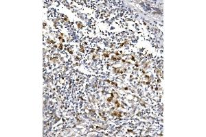 IHC analysis of POLR2A using anti-POLR2A antibody (ABIN7599598). (POLR2A/RPB1 抗体  (AA 10-321))