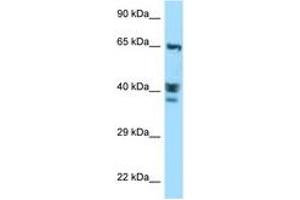 Image no. 1 for anti-Actin-Like 8 (ACTL8) (AA 194-243) antibody (ABIN6748107) (Actin-Like 8 抗体  (AA 194-243))