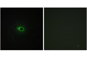 Immunofluorescence (IF) image for anti-Collagen, Type XII, alpha 1 (COL12A1) (AA 1481-1530) antibody (ABIN1534353)
