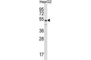 Western blot analysis in HepG2 cell line lysates (35ug/lane) using NKAP  Antibody (C-term).