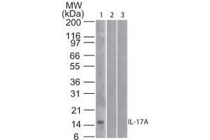 Image no. 1 for anti-Interleukin 17A (IL17A) antibody (Biotin) (ABIN1102460) (Interleukin 17a 抗体  (Biotin))