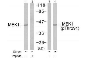 Image no. 2 for anti-Mitogen-Activated Protein Kinase Kinase 1 (MAP2K1) (Thr291) antibody (ABIN197562) (MEK1 抗体  (Thr291))