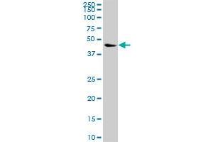 NCK1 MaxPab polyclonal antibody. (NCK1 抗体  (AA 1-377))