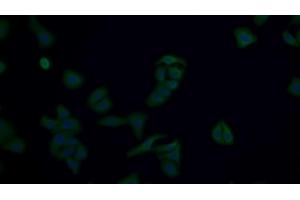 Immunofluorescence (IF) image for anti-Protein Kinase, AMP-Activated, alpha 1 Catalytic Subunit (PRKAA1) (AA 28-257) antibody (ABIN7440413)