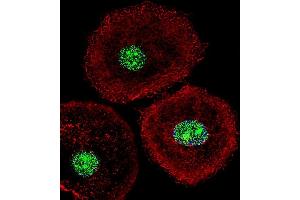 Fluorescent confocal image of MCF-7 cell stained with HNRB Antibody (N-term) (ABIN651713 and ABIN2840371). (HNRNPAB 抗体  (N-Term))