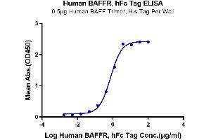 TNFRSF13C Protein (AA 7-71) (Fc Tag)