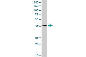 ANXA10 MaxPab rabbit polyclonal antibody. (Annexin a10 抗体  (AA 1-324))