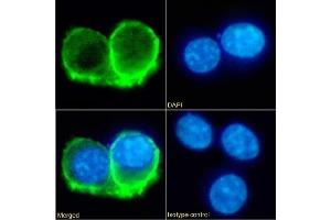 Immunofluorescence staining of fixed RAW264. (Recombinant IL-10RA 抗体  (Extracellular Domain))