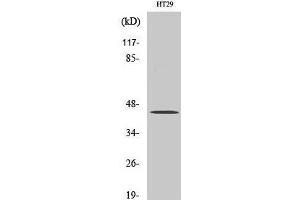 Western Blot analysis of MCF7 cells using TGFB1 Polyclonal Antibody at dilution of 1:2000. (TGFB1 抗体)
