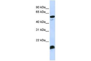 Western Blotting (WB) image for anti-Complement Component 4 Binding Protein, alpha (C4BPA) antibody (ABIN2458584) (C4BPA 抗体)