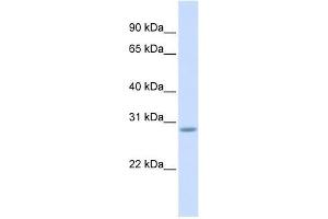 SCRT2 antibody used at 0. (SCRT2 抗体  (Middle Region))