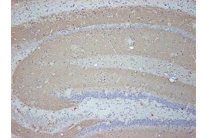 Immunostaining of paraffin embedded sections from mouse brain (dilution 1 : 500). (SV2B 抗体  (AA 2-17))