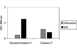 HeLa cells were treated or untreated with STS. (Caspase 7 ELISA 试剂盒)