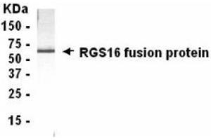 Western Blotting (WB) image for anti-Regulator of G-Protein Signaling 16 (RGS16) (AA 130-202) antibody (ABIN2467880) (RGS16 抗体  (AA 130-202))