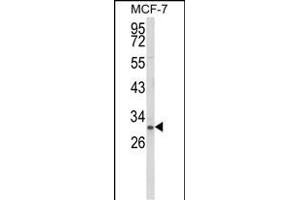 Western blot analysis of NKX3-1 Antibody (Center) (ABIN652945 and ABIN2842604) in MCF-7 cell line lysates (35 μg/lane). (NKX3-1 抗体  (AA 118-145))