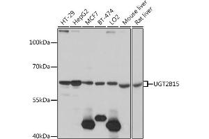 Western blot analysis of extracts of various cell lines, using UGT2B15 antibody (ABIN7271194) at 1:1000 dilution. (UGT2B15 抗体  (AA 60-190))