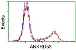 Image no. 3 for anti-Ankyrin Repeat Domain 53 (ANKRD53) (AA 1-300) antibody (ABIN1490720) (ANKRD53 抗体  (AA 1-300))