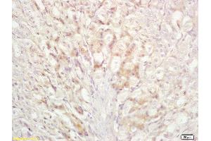 Formalin-fixed and paraffin embedded mouse stomach labeled with Anti-Bad Polyclonal Antibody, Unconjugated  at 1:200 followed by conjugation to the secondary antibody and DAB staining