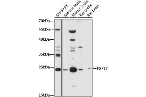 FGF17 抗体  (AA 23-180)