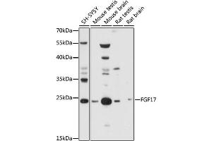 Western blot analysis of extracts of various cell lines, using FGF17 antibody (ABIN7267183) at 1:1000 dilution. (FGF17 抗体  (AA 23-180))