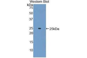 Western Blotting (WB) image for anti-Adenylate Cyclase 6 (ADCY6) (AA 314-501) antibody (ABIN1857911) (ADCY6 抗体  (AA 314-501))