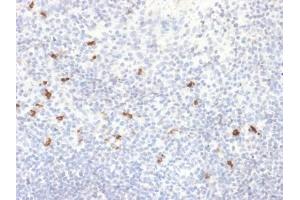 ABIN6383885 to IgG4 was successfully used to stain human tonsil sections. (Recombinant IGHG4 抗体)